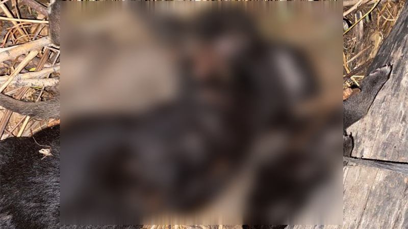 Tokat'ta vahşet; 3 yavru köpek birbirlerine iple bağlanarak boğulmuş halde bulundu