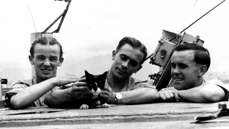 2. Batmaz Sam: Asıl adı Oscar olan bu kedi, 1941’de Alman savaş gemisi Bismarck’ın batışından sağ kurtuldu. Ardından İngiliz gemisi HMS Cossack’in mürettebatıyla yaşamaya başladı, fakat o gemi de torpillenince mucizevi bir şekilde yine kurtuldu. Son durağı HMS Ark Royal oldu, o gemi de saldırıya uğradı. Sam, üç gemi kazasından kurtulmayı başararak adını tarihe “batmayan kedi” olarak yazdırdı. 