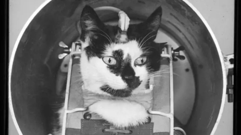3. Félicette: 1963’te Fransız bilim insanları tarafından seçilen Félicette, dünyadan fırlatılan ilk ve tek kedi oldu. Paris sokaklarından alınan bu minik kedi on dört aday arasından sakinliğiyle öne çıktı. On üç dakikalık uçuşu sırasında beynine yerleştirilen elektrotlarla sinirsel aktiviteleri kaydedildi. Ardından güvenle dünyaya geri döndü. Félicette, astrocat unvanını kazanarak tarihte eşine az rastlanır bir bilim kahramanı oldu.