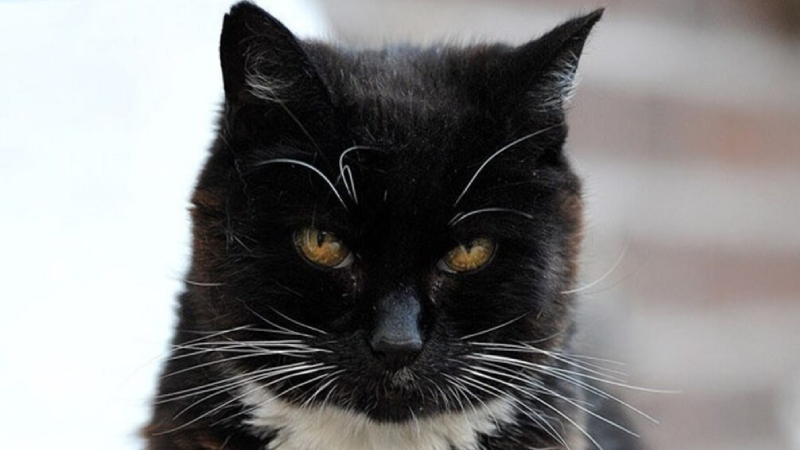 8. Kremalı Puff ve Stewie:  Kremalı Puff, tam 38 yıl yaşayarak dünyanın en uzun ömürlü kedisi unvanını kazandı. Sahibi ise uzun yaşam sırrını özel bir diyetle açıkladı. Stewie ise farklı bir rekora sahipti: tam 123 santimetreye ulaşan uzunluğuyla tarihin en uzun ev kedisi oldu. Bu dev Maine Coon, kedilerin çeşitlilikte ne kadar olağanüstü boyutlara ulaşabildiğini gösterdi.