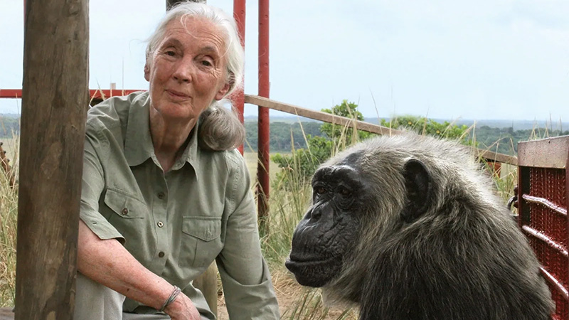 İngiliz primatolog Jane Goodall 91 yaşında hayatını kaybetti