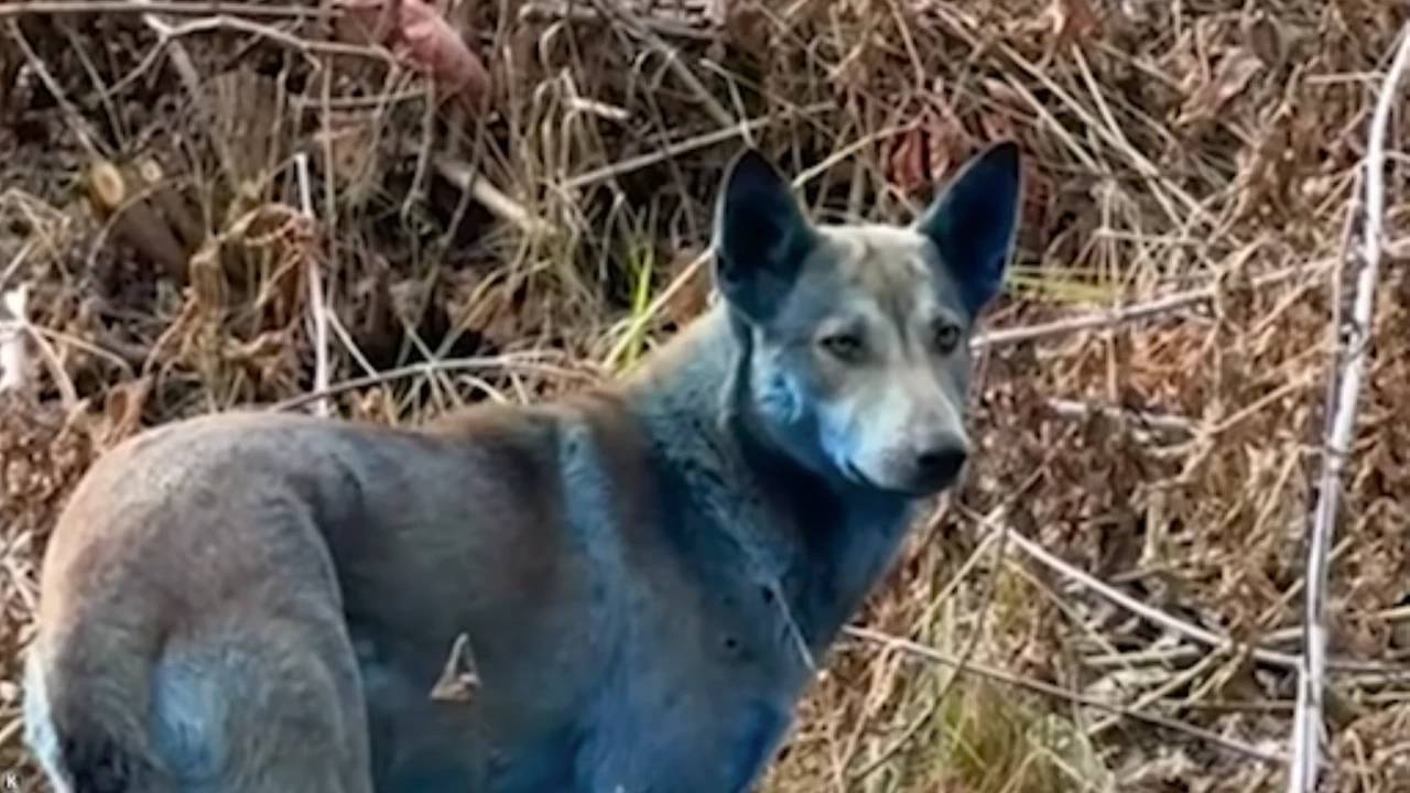 Çernobil'deki mavi köpeklerin sırrı çözüldü!