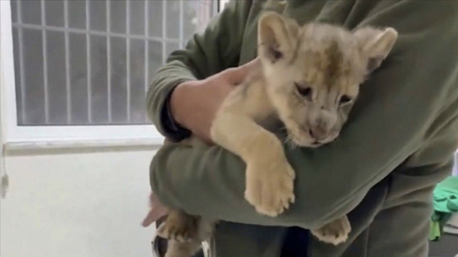 Kaçak yolla getirilen Afrika aslanı yavrusuna el konuldu, iki kişiye idari para cezası verildi