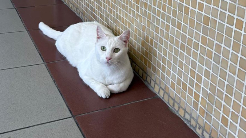 Bakırköy Adliyesi’ndeki kediler toplatılacak: Başsavcılık çözüm önerilerimizin hepsini reddetti; bu karar hukuka, bilime ve vicdana aykırıdır