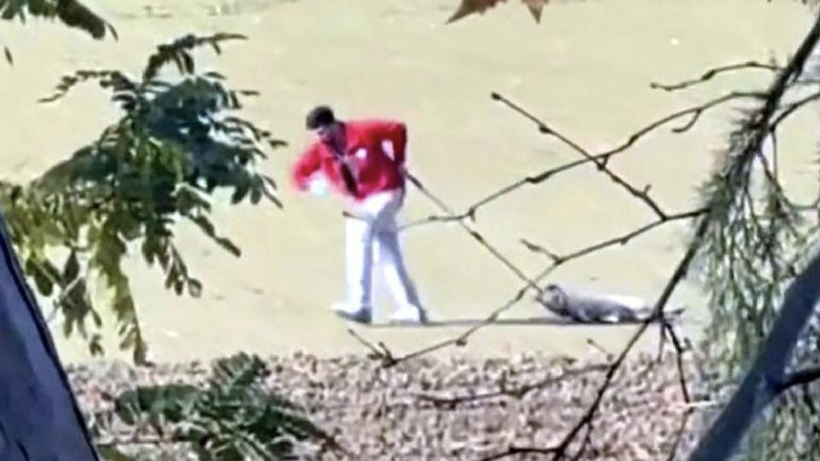 Köpeği boynuna bağladığı iple sürükleyen barınak görevlisi gözaltına alındı