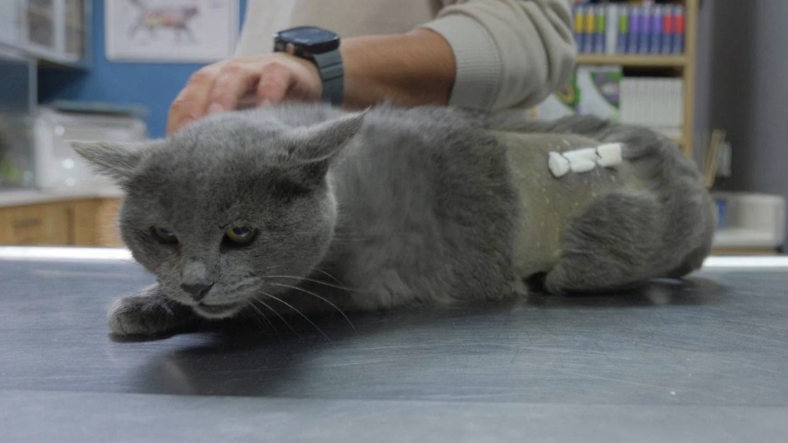 İştahsızlık şikayetiyle veterinere götürülen kedinin kalçasından mermi çıktı 