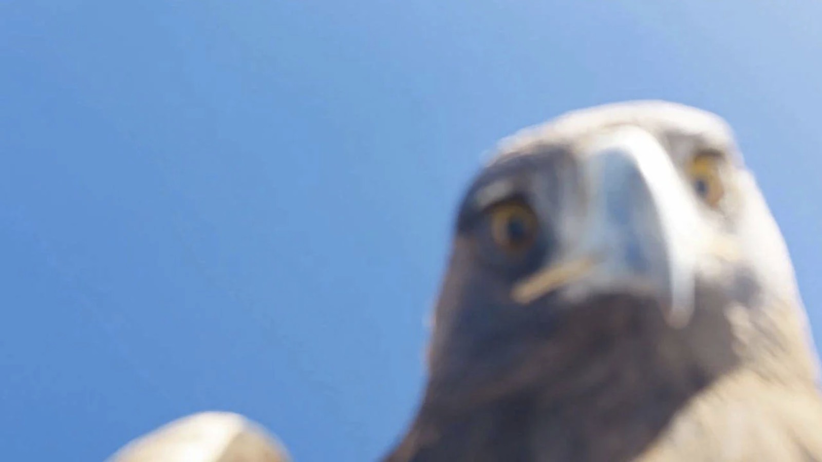 Tunceli'de kartal dronu havada kaptı, dağın zirvesine bıraktı