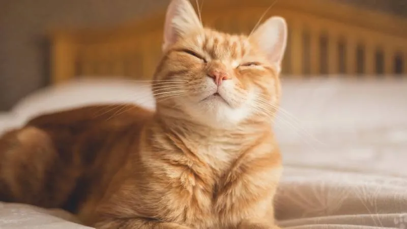 Üzerine kedi düştü, 50 bin lira tazminat aldı