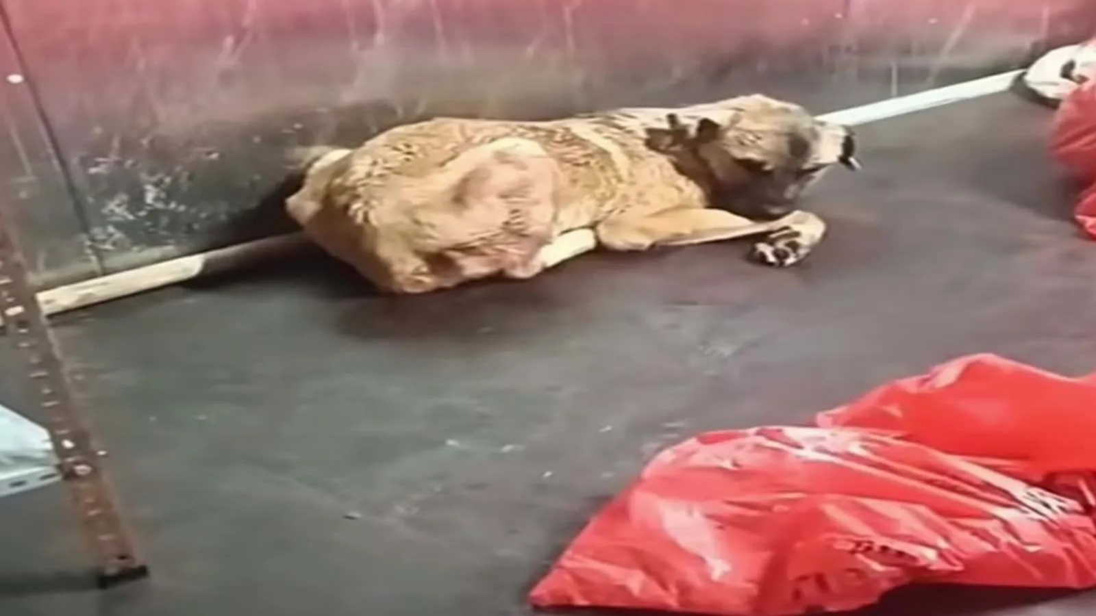 Ankara Büyükşehir Belediyesi'nden 'barınak' açıklaması