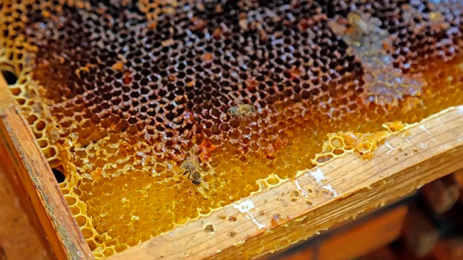 Fiyatıyla Guinness Rekorlar Kitabı'na girdi: Dünyanın en pahalı balı Ilgaz'da satıldı!