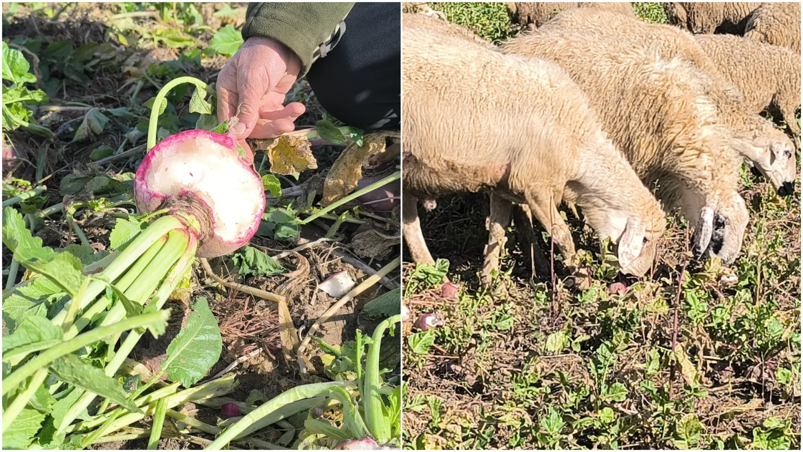 Çiftçinin satılmayan turpları koyunlara yem oldu!