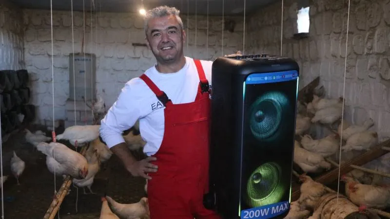 Tavuklarına Türk sanat müziği dinletti, yumurta verimi arttı