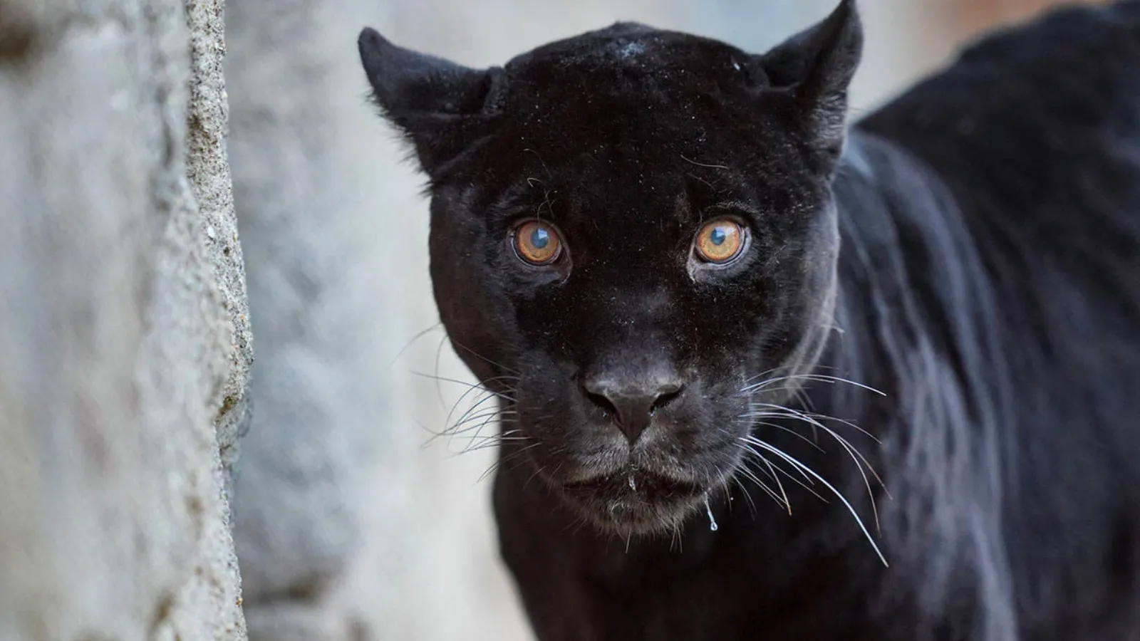 İzmir Doğal Yaşam Parkı'nda yaşayan jaguar Juliet öldü
