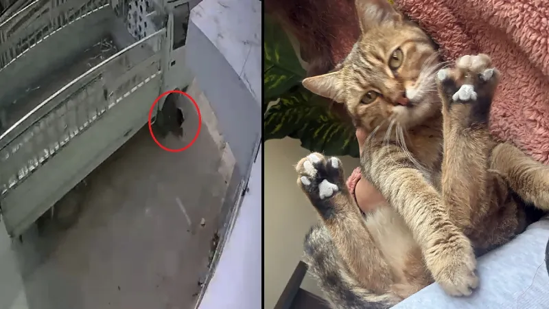Kamyonetiyle kediyi ezen sürücüye 1 ay hayvan barınağında çalışma cezası