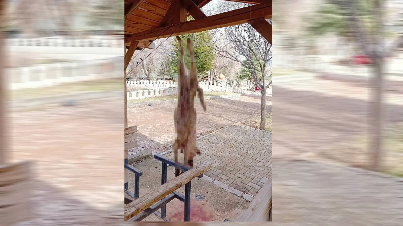 Bolvadin'de kan donduran görüntü: İşkence edilerek asılan köpek ölü bulundu; "Merhametin bittiği yerde çürüme başlar"