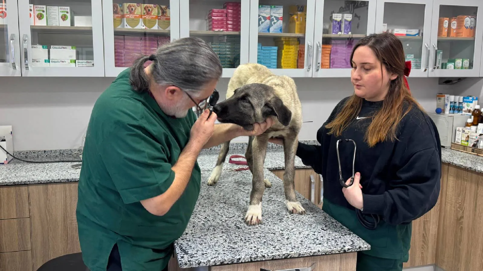 Ordu’da 10 gün içerisinde 3 sokak köpeği ‘domuz kurşunu’ ile vuruldu