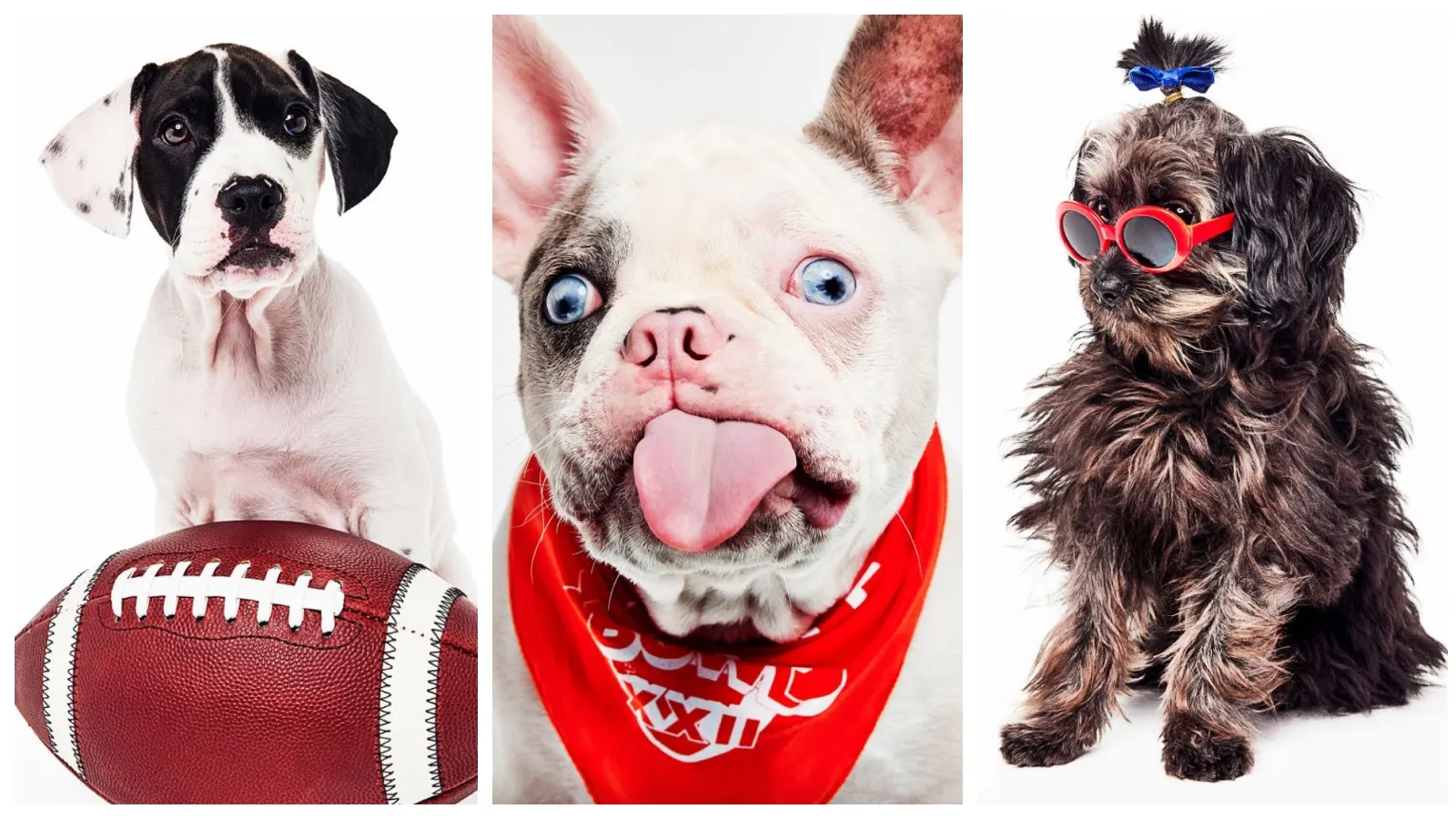 72 barınaktan 150 köpek bir araya geldi: İşte Puppy Bowl'un sevimli canları