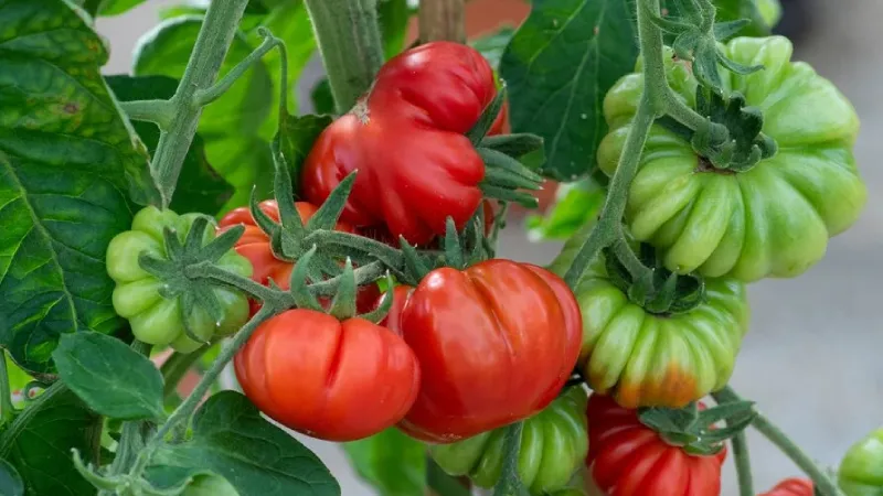 <p>5. Costoluto Fiorentino, İtalya</p>