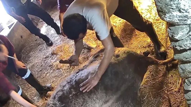 Hamile ineğe anestezisiz sezaryan yapıp ölümüne neden olanlar hakkında suç duyurusu: Bu bir vahşet!