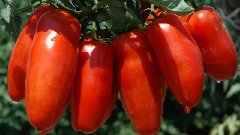 <p>1. Pomodoro S. Marzano, İtalya</p>