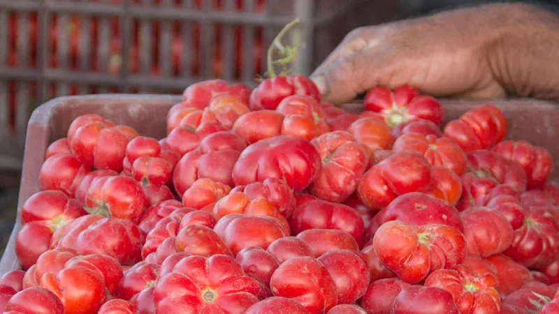 <p>2. Tomataki Santorinis, Yunanistan</p>