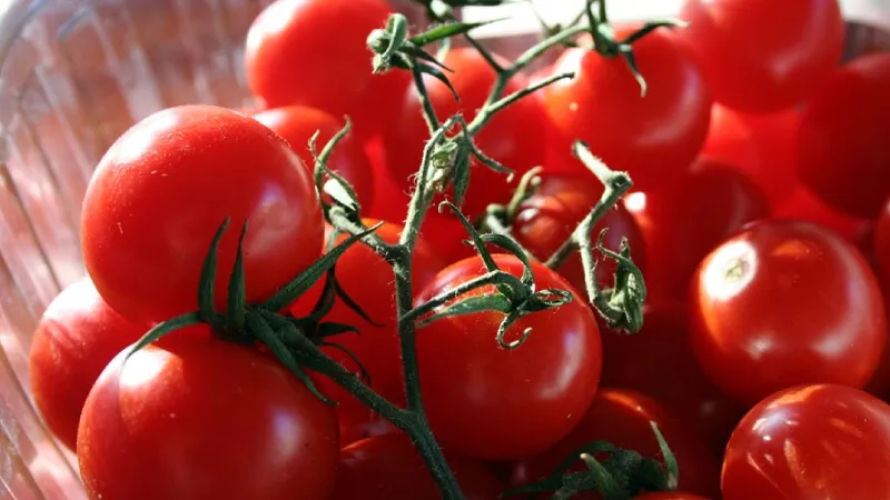 <p>3. Pomodoro di Pachino, İtalya</p>