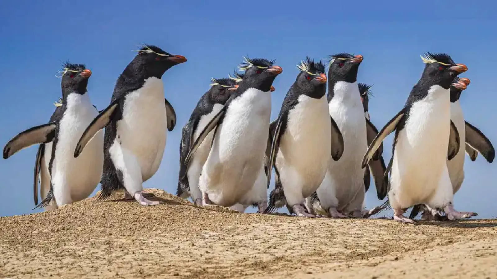 Nihilist penguen: Trump'ın tanımadığı kuş