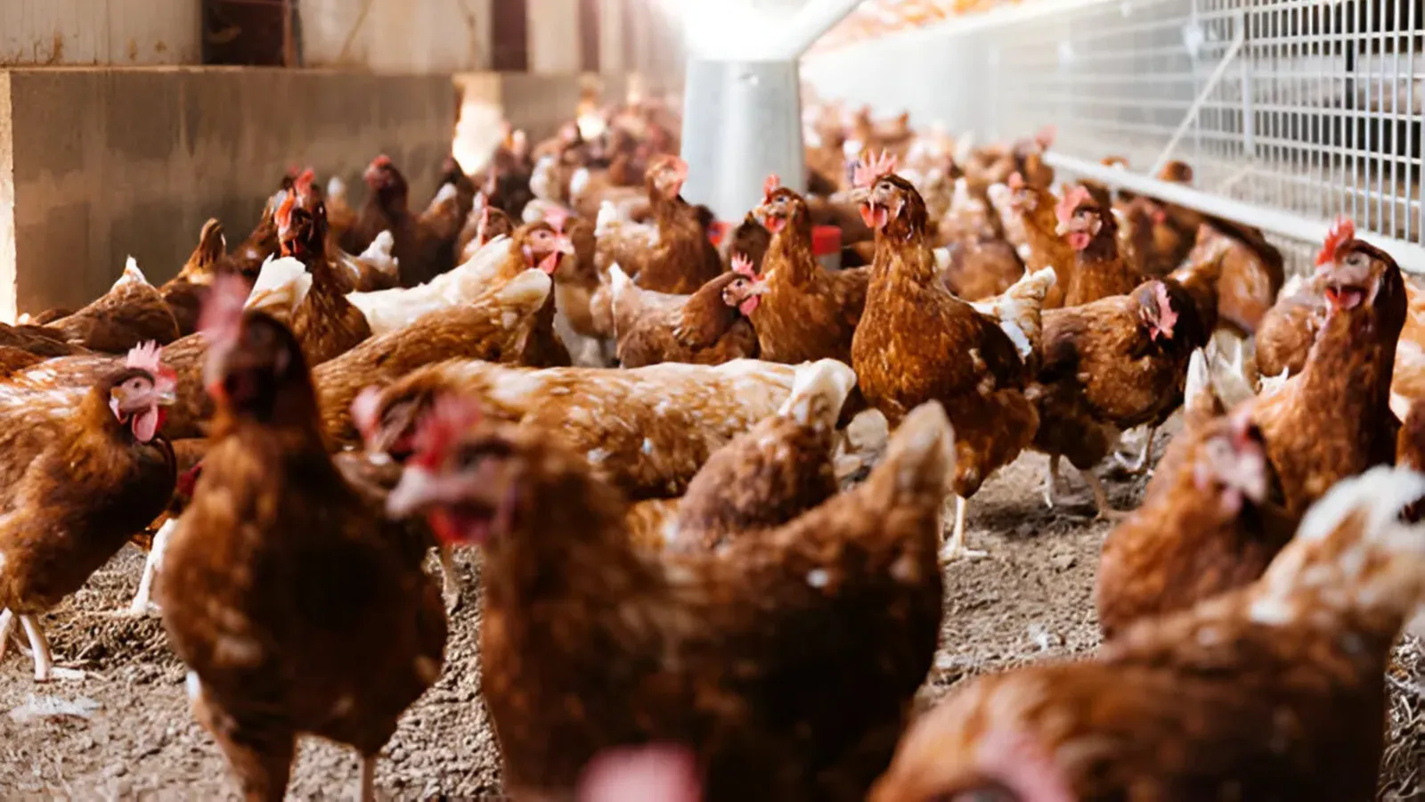 Ticaret Bakanlığı'ndan "tavuk" hamlesi: İhracat durdu, 'fahiş fiyat' denetimi başladı