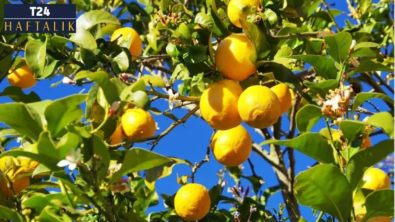 Ya ‘ithal limon’ çiftçinin yüzünü ekşitirse!