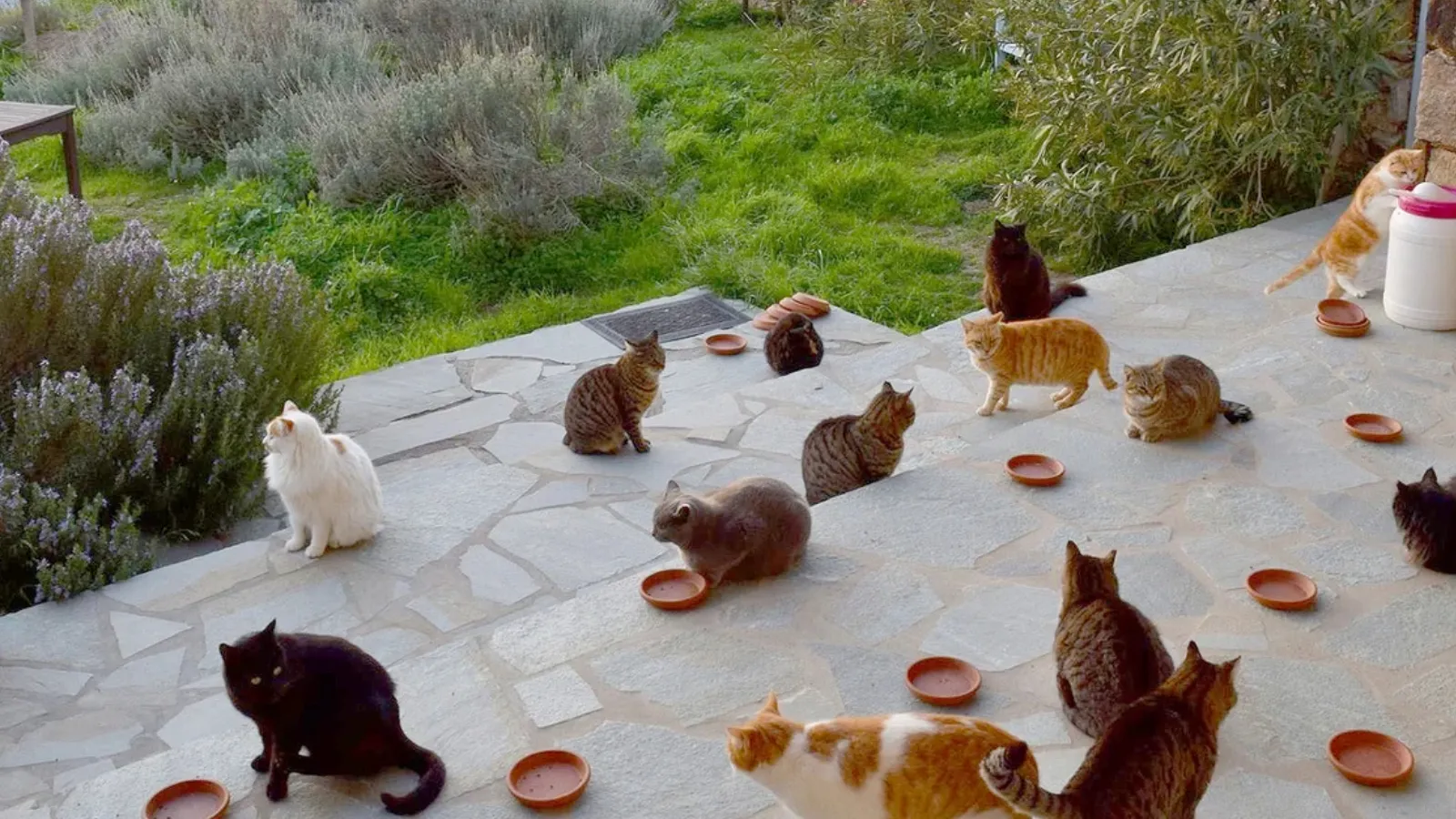Yunanistan'da bir ada ücretsiz konaklama vadediyor: Tek koşul kedilere bakmak