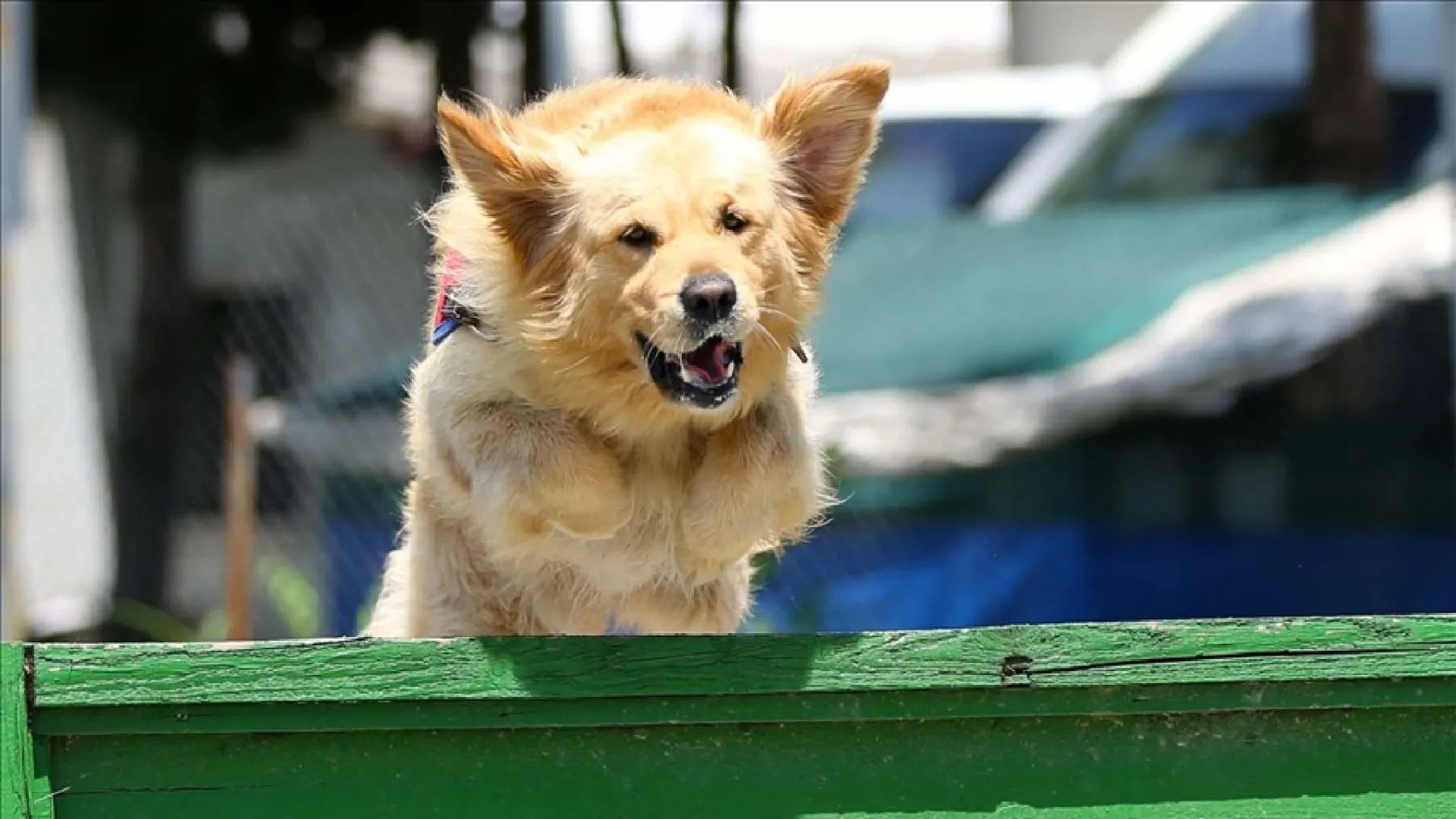 Zincirsiz köpek ihmalinin bedeli ağır oldu: Yargıtay 2 milyon liralık tazminatı onadı!