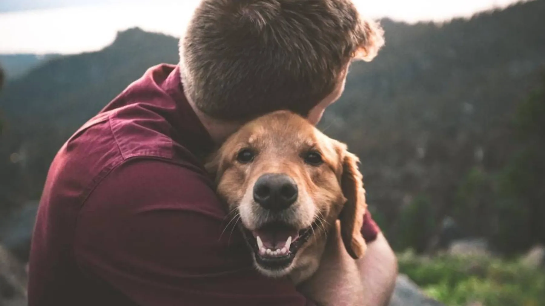Araştırma: Köpek sahibi olmak, kalp hastalığına bağlı ölüm riskini azaltıyor