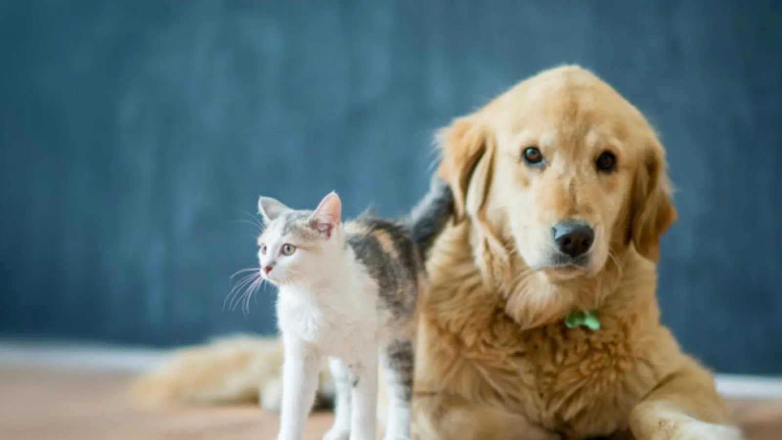 Evcil hayvanları evde yalnız kalanlara: Kedi ve köpekler için özel kanal açıldı