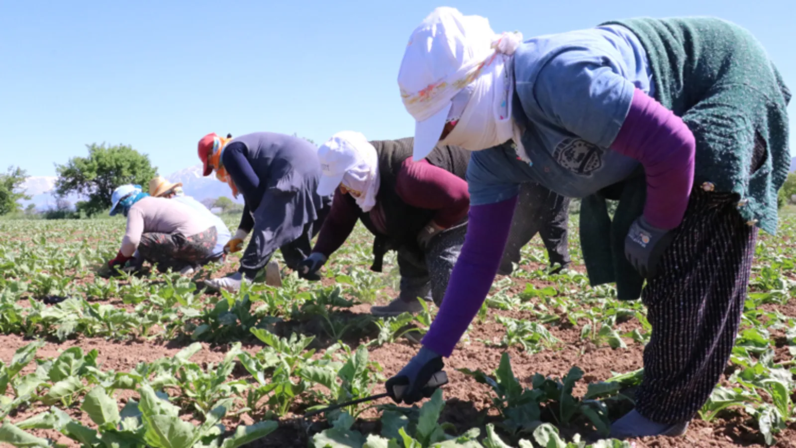 Tarımda eşitsizlik büyüdü: Kadın işçi 23 bin, erkek 39 bin lira aldı!