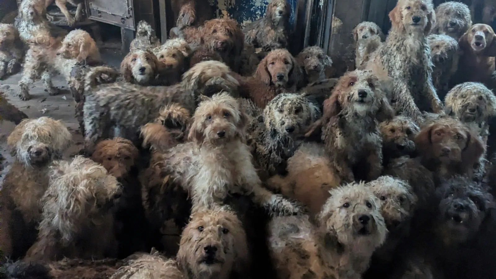 "Yapay zekâ değil, gerçek": Bir mülkte bulunan 250'den fazla köpek kurtarıldı