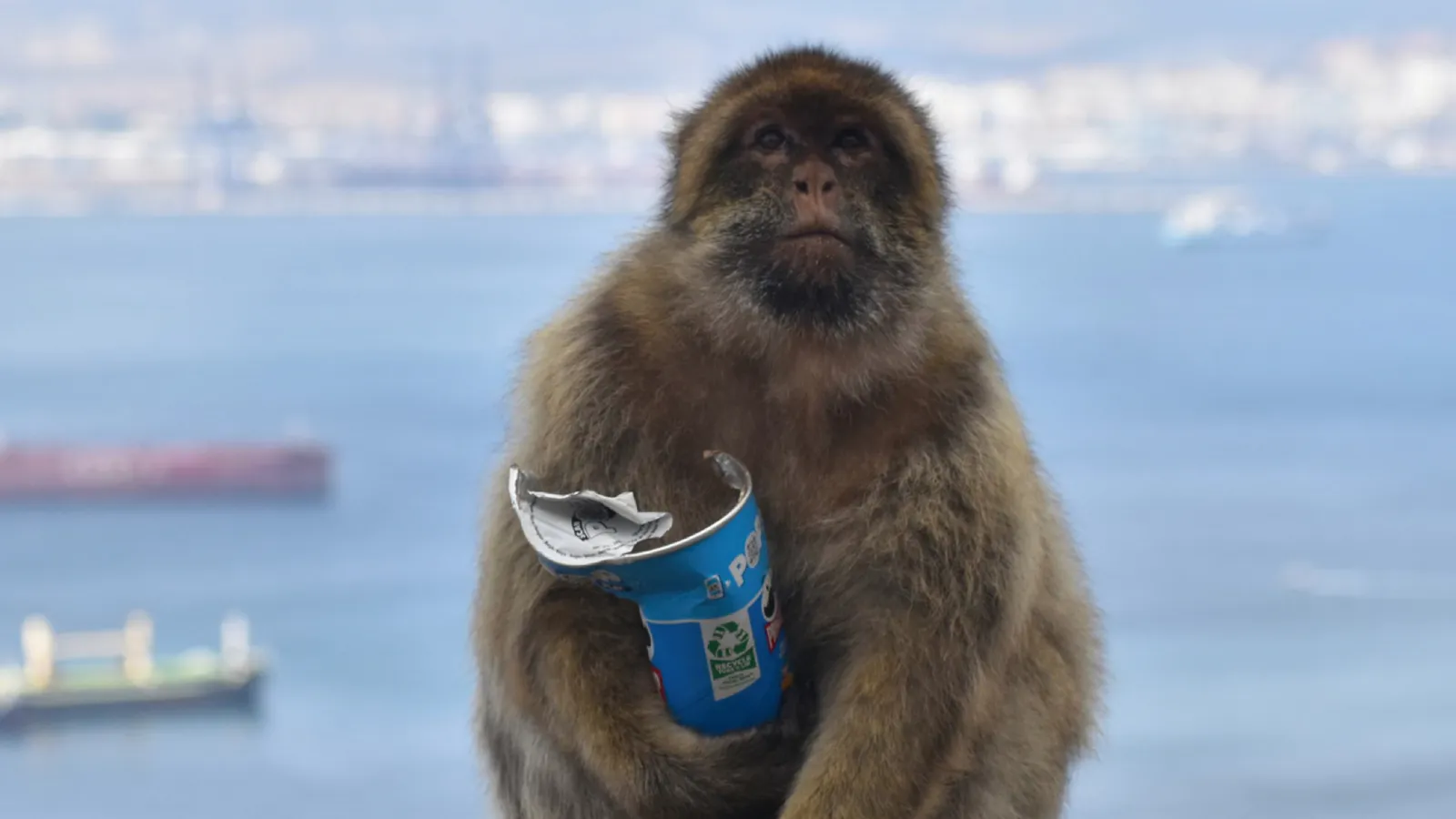 Turistlerin abur cuburlarından midesi bozulan maymunlar çamur yemeye başladı