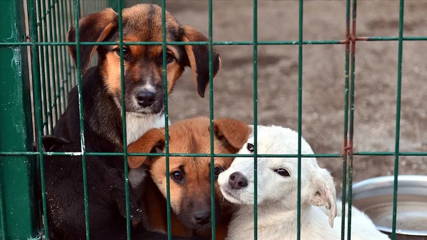 İstanbul Valisi'nden belediyelere 'sokak hayvanları' talimatı: 

 Toplama sürecini hızlandırın.

 Mayıs sonuna kadar köpek popülasyonunu kontrol altına alın.

 Görevini yapmayan belediyeler hakkında suç duyurusunda bulunulacak.