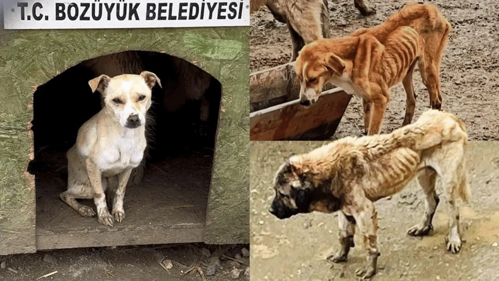 Bozüyük Belediyesi barınağında köpeklerin aç ve susuz bırakıldığı iddiasına açıklama: Soruşturma başlatıldı