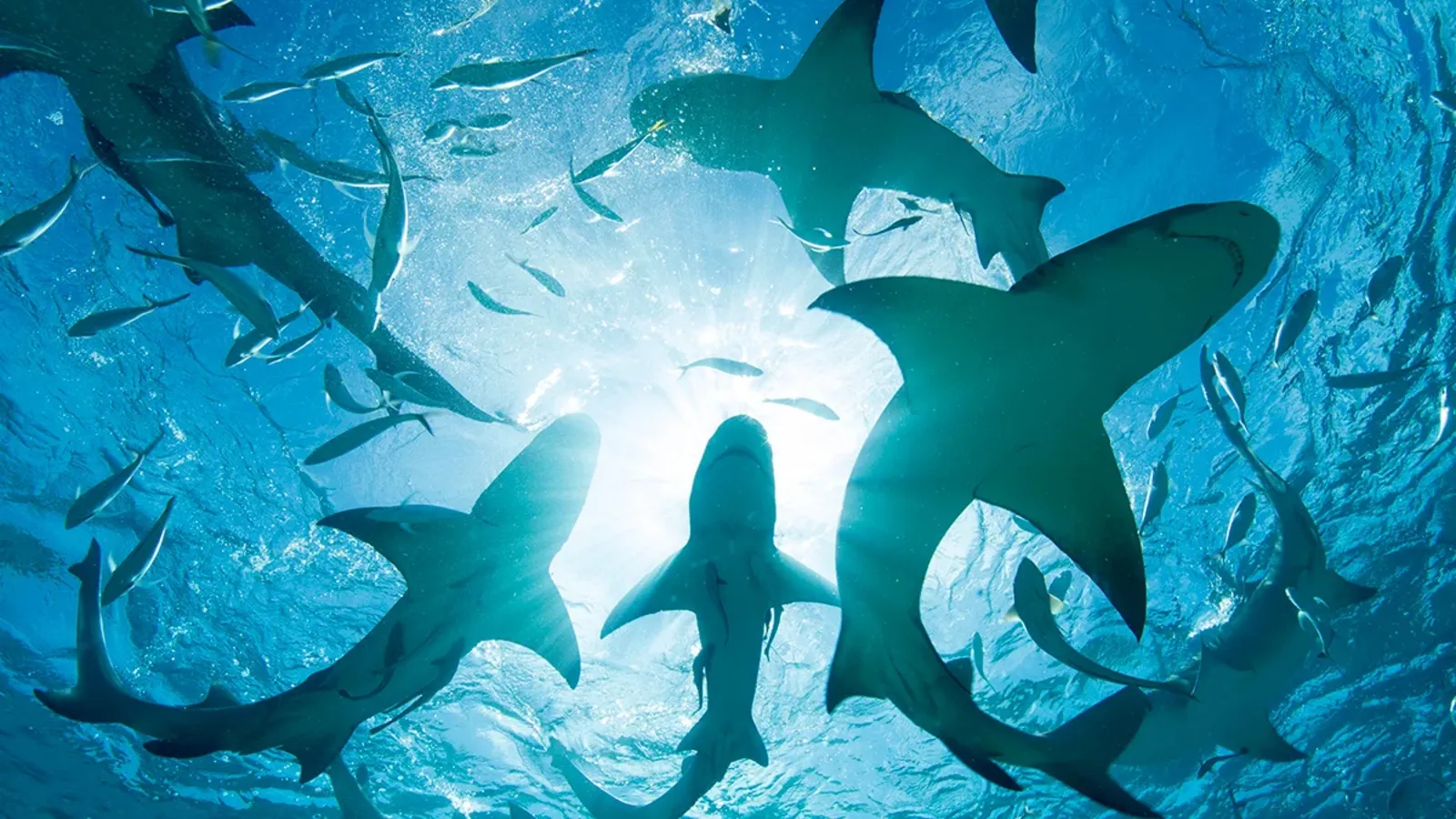 Cennette uyuşturucu izi: Bahamalar'daki köpek balıklarında kokain tespit edildi