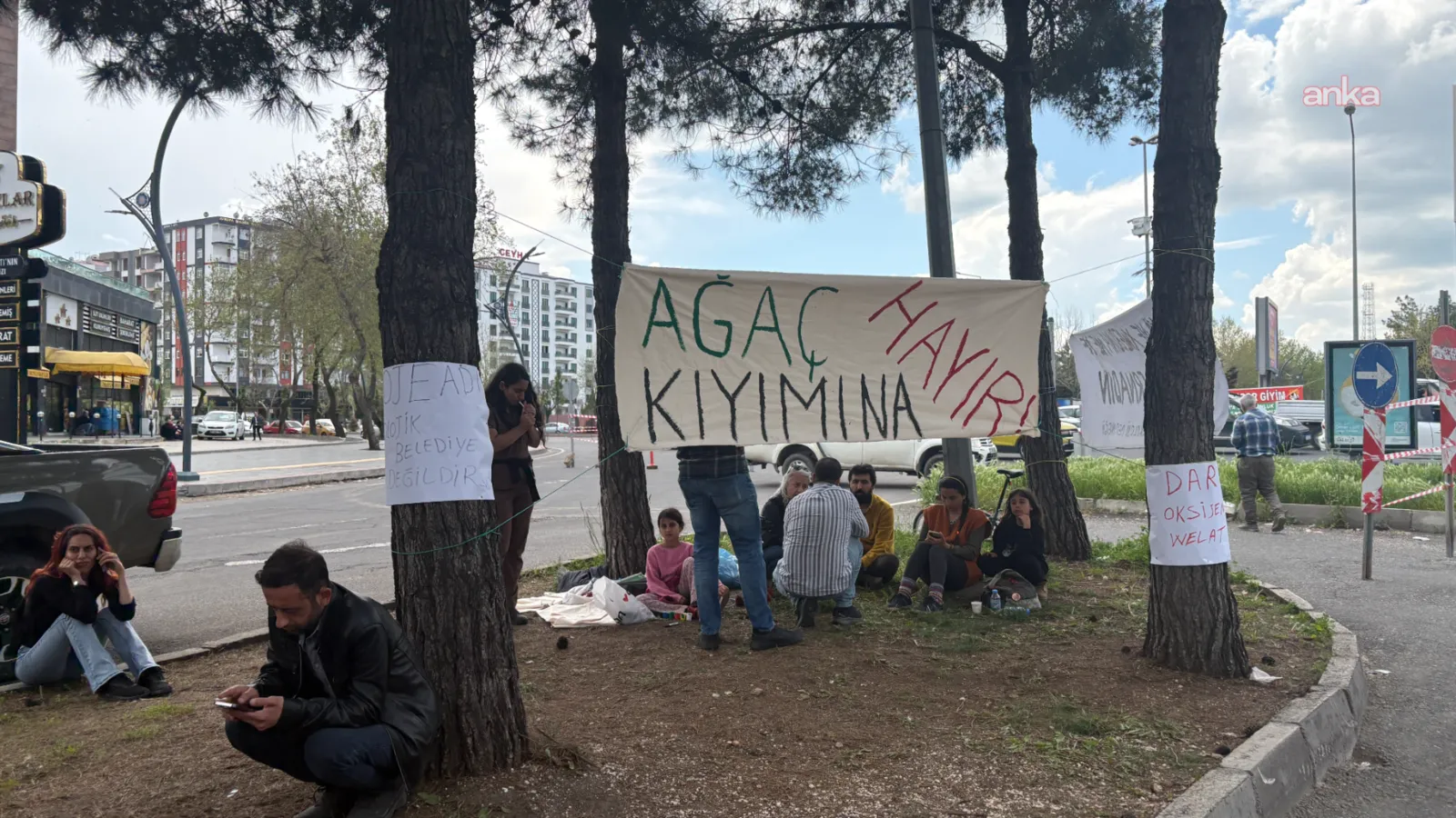 Diyarbakır’da ağaç sökümü tartışması: Büyükşehir Belediyesi anketi işaret etti, çevreciler oturma eylemi başlattı