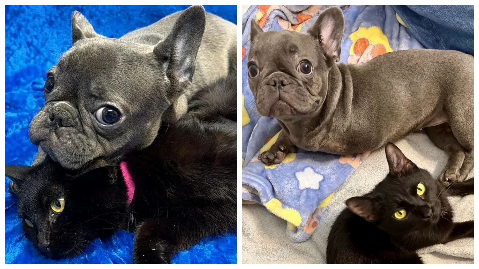 Hastanede iyileşirken ayrılmaz ikili oldular: Üç bacaklı kedi ve köpek yeni yuvalarını da birlikte buldu