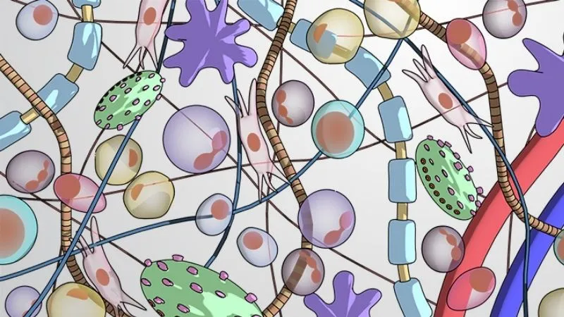 Hücreler arasındaki sessiz okyanus: Uzun yaşamın sırrı ECM mi?