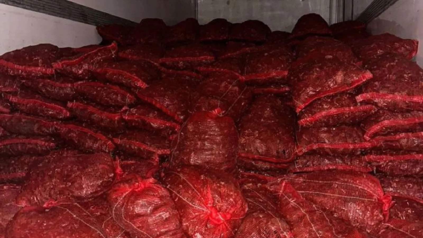 Kaçak midye operasyonu: İki ilde 10 ton kaçak midye ele geçirildi