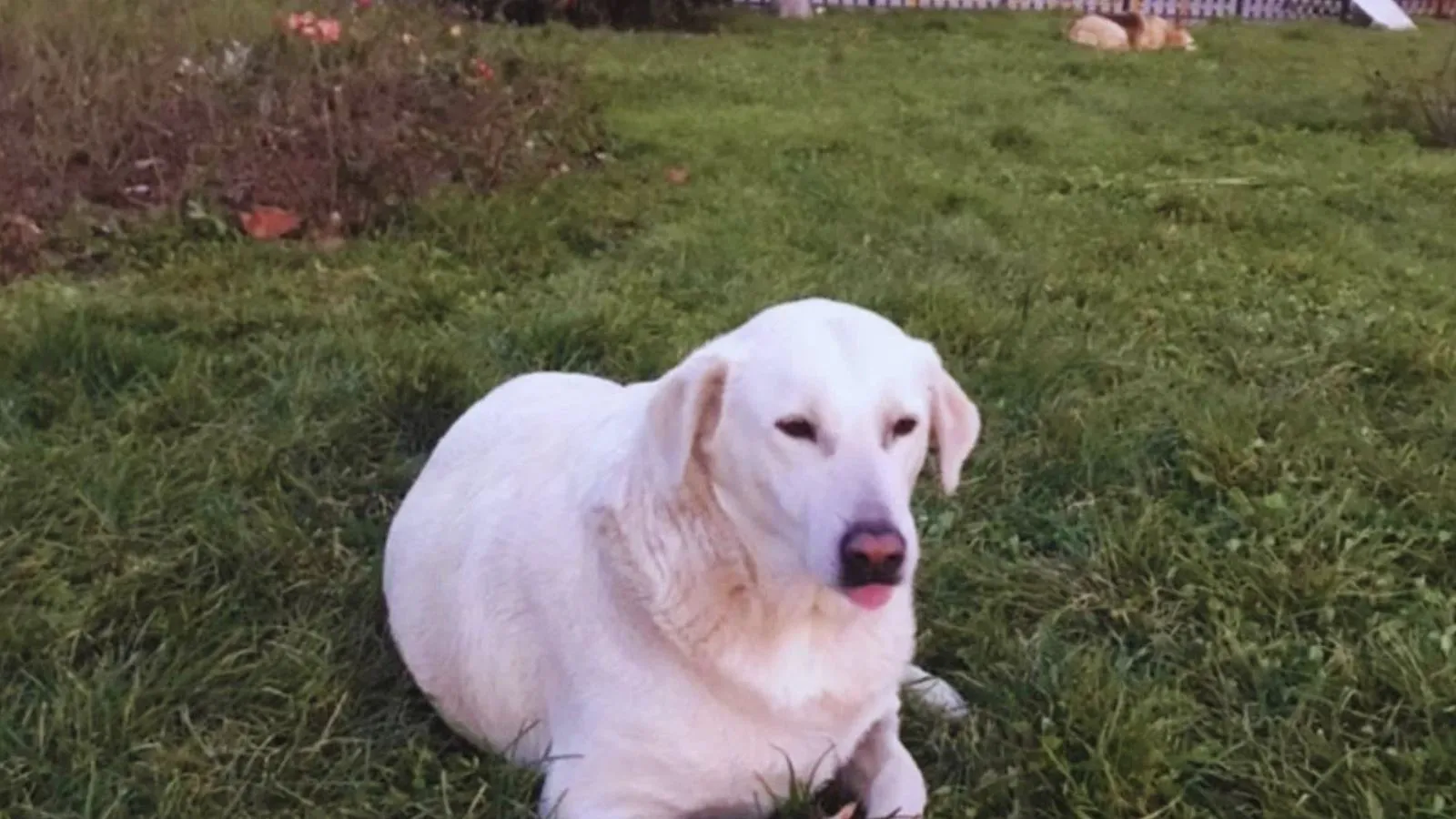 Valilik talimat vermişti; Kadıköy Belediyesi’nin topladığı köpekler Zeus, Mavi ve Kırmızı'dan haber yok