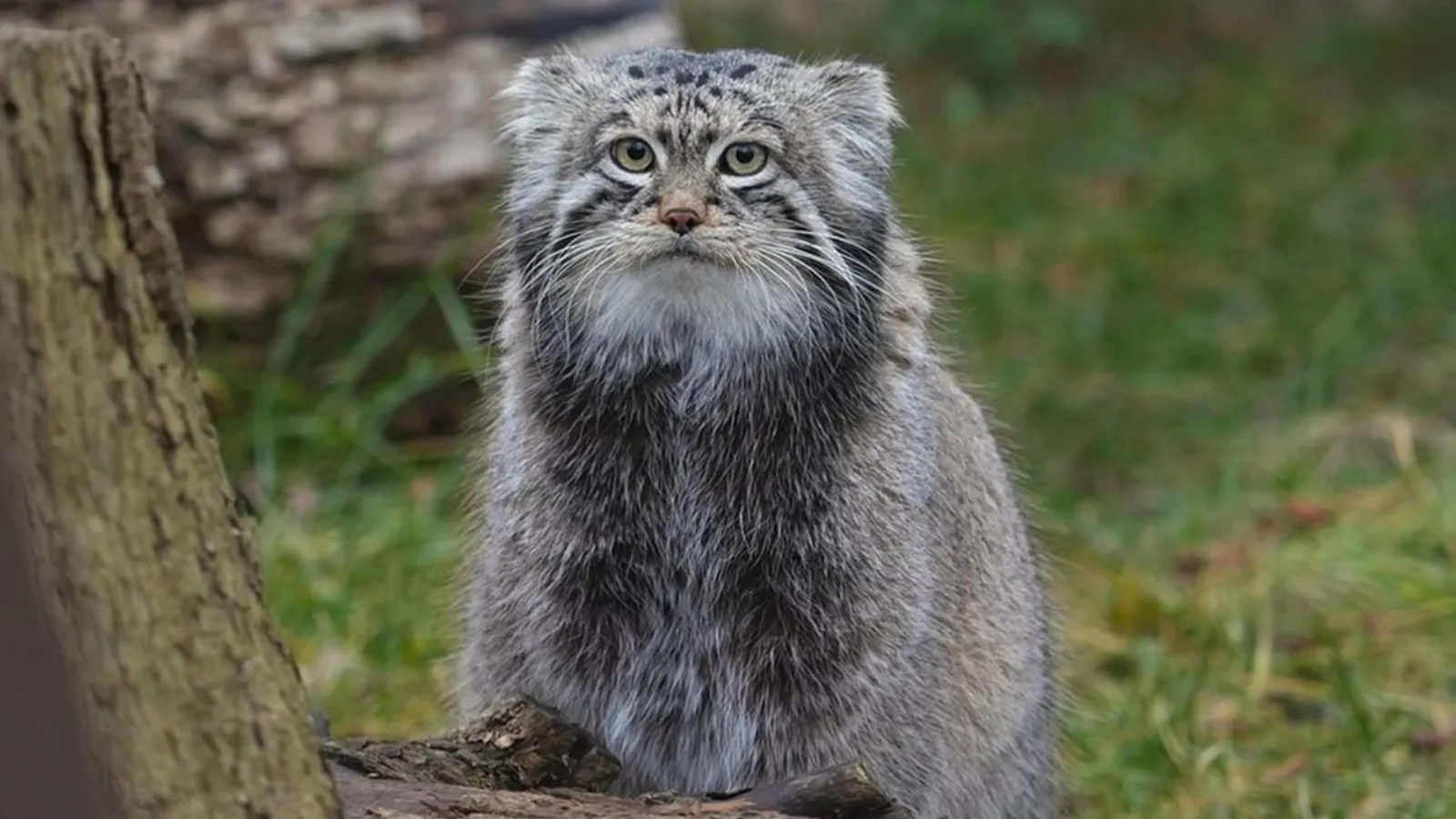 Rusya'nın en popüler kedisi Timofei için eş aranıyor: 7 ülkeye yapılan çağrı sonuç vermedi