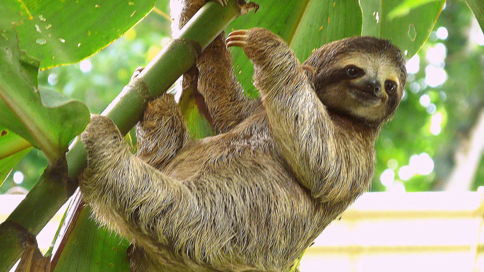 Hayvanat bahçesi için Florida'ya getirilen onlarca tembel hayvan bir depoda ölü bulundu!
