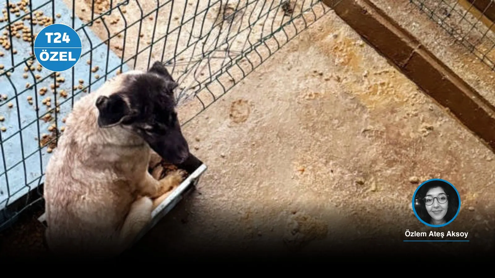 Mamak barınağı davasında ilk duruşma: Sanıklar 'Hayvanları Koruma Kanunu'na muhalefet'ten de yargılanmalı!