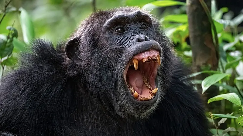 Uganda'da şempanzeler arasında 'iç savaş': 17'si yavru 24 ölü