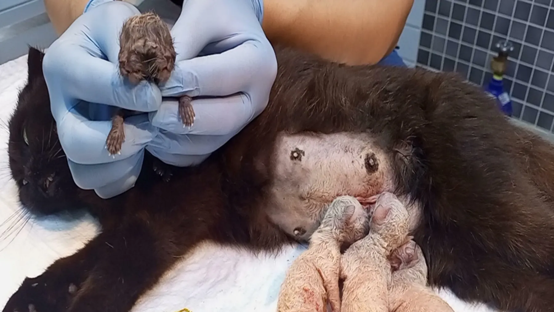 Çift başlı yavru kedi ölü doğdu, kardeşleri kurtarıldı: Veteriner hekimden 'Scottish' uyarısı