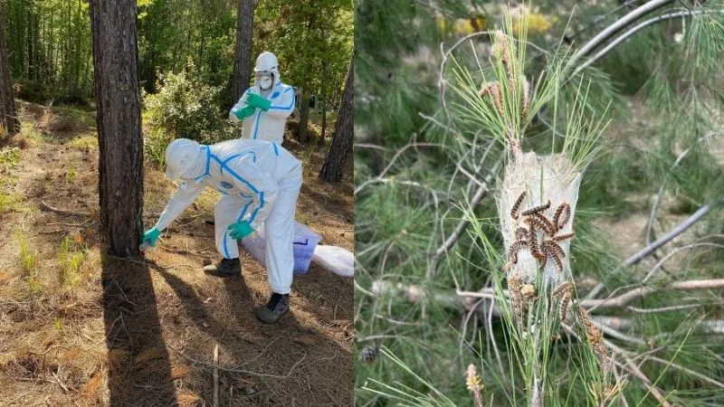 Marmaris'te ormanlara zarar veren çam kese böceğine karşı terminatör böcekle mücadele başlatıldı